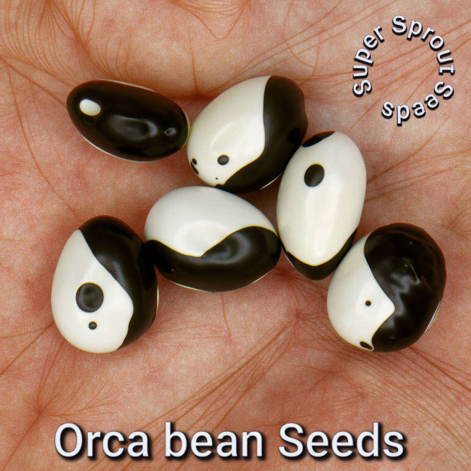 Orca bush bean x 10 seeds