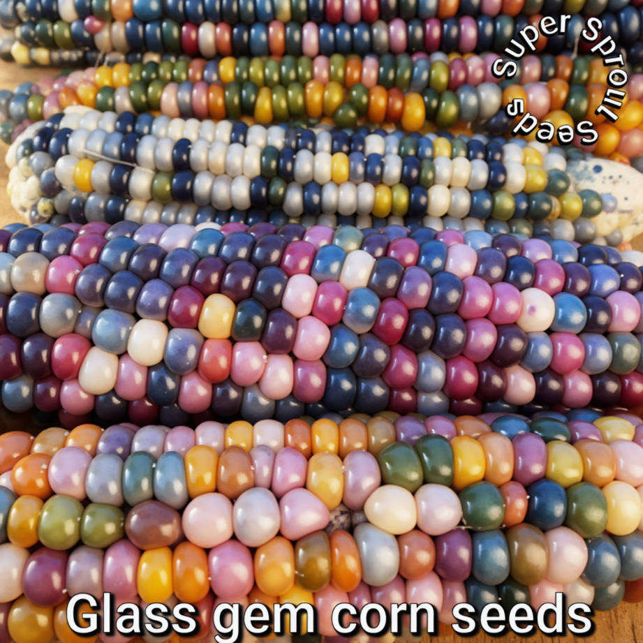 Glass gem corn seeds x 25 seeds