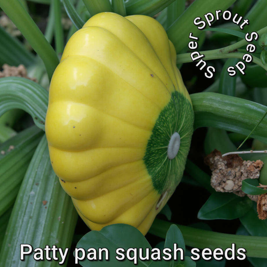 Pattypan Squash x 6 seeds