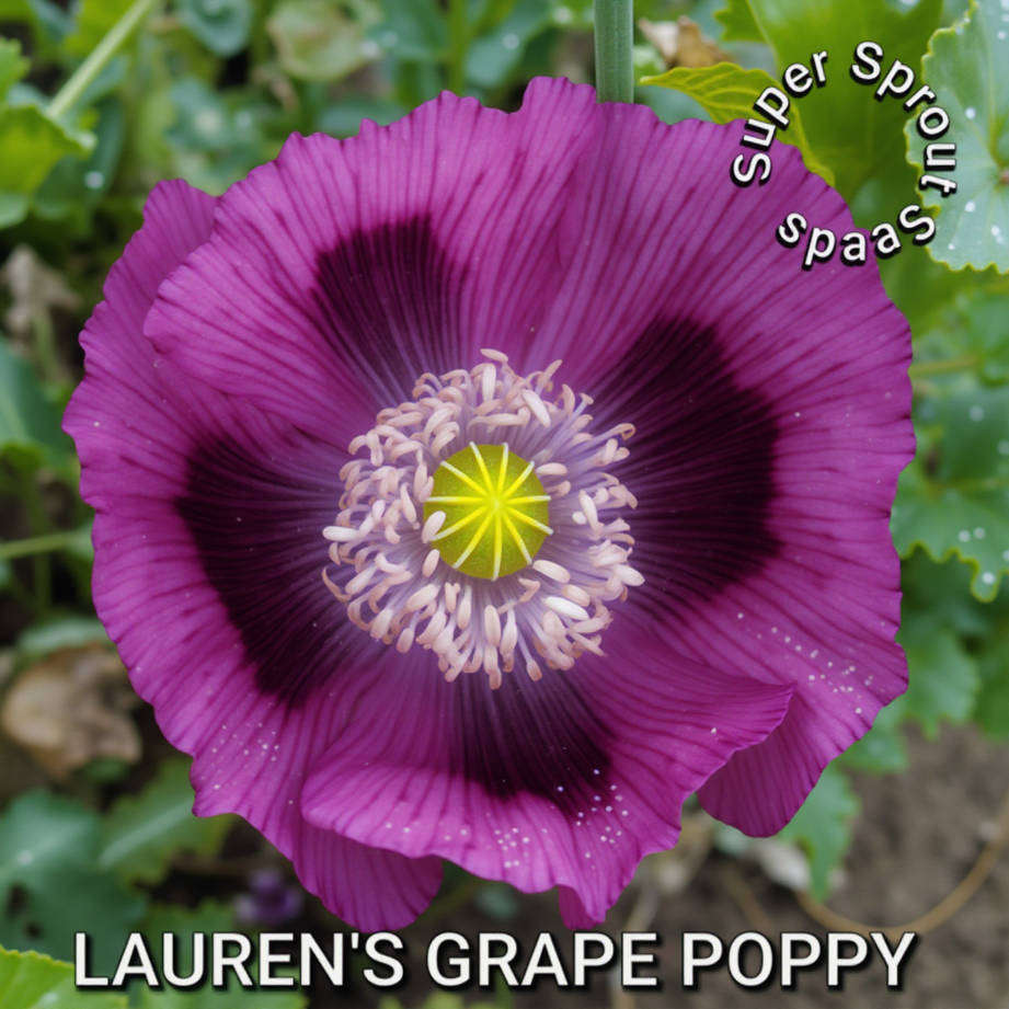 LAUREN'S GRAPE POPPY/PAPAVER x 100+ seeds