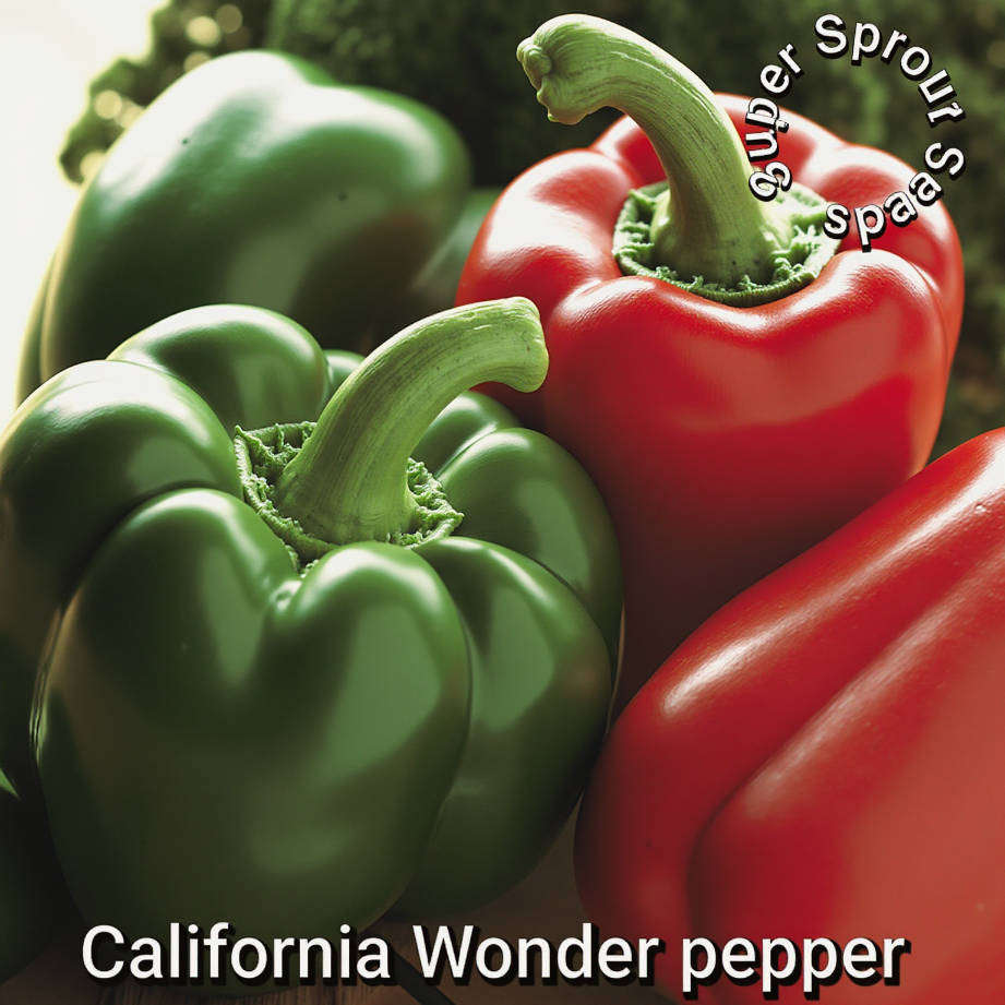 CALIFORNIA WONDER PEPPER x 10+ organic