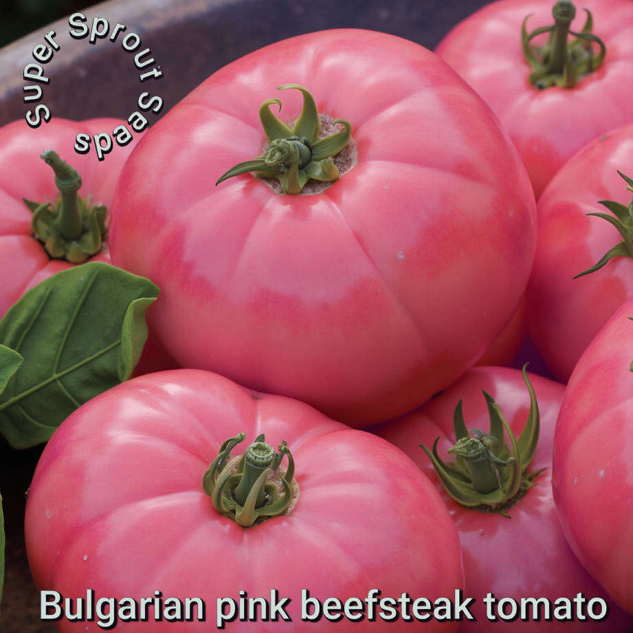 BULGARIAN PINK BEEFSTEAK TOMATO x 15+ seeds
