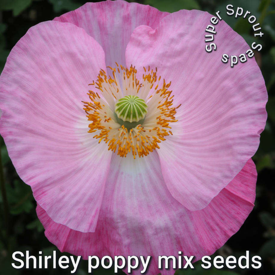 SHIRLE  POPPY MIX SEEDS x 100+ seeds