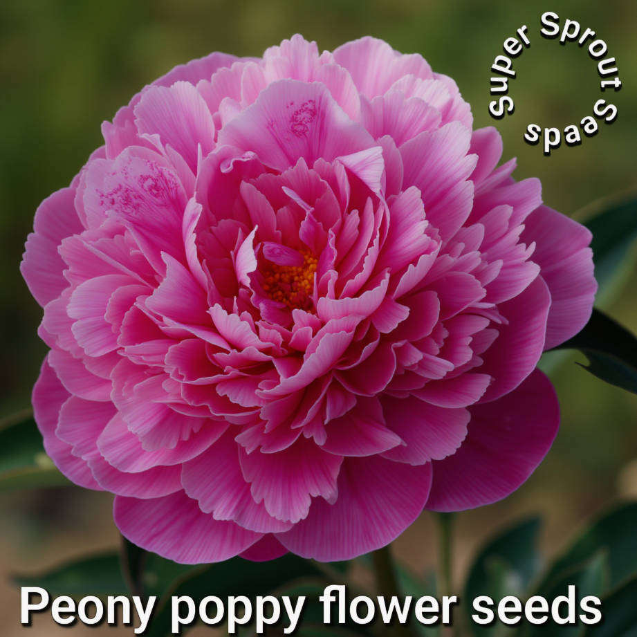 POPPY PAEONY MIX x 100+ seeds