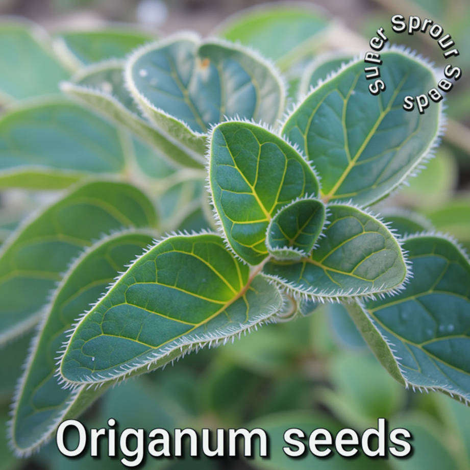 Origanum x 25 seeds