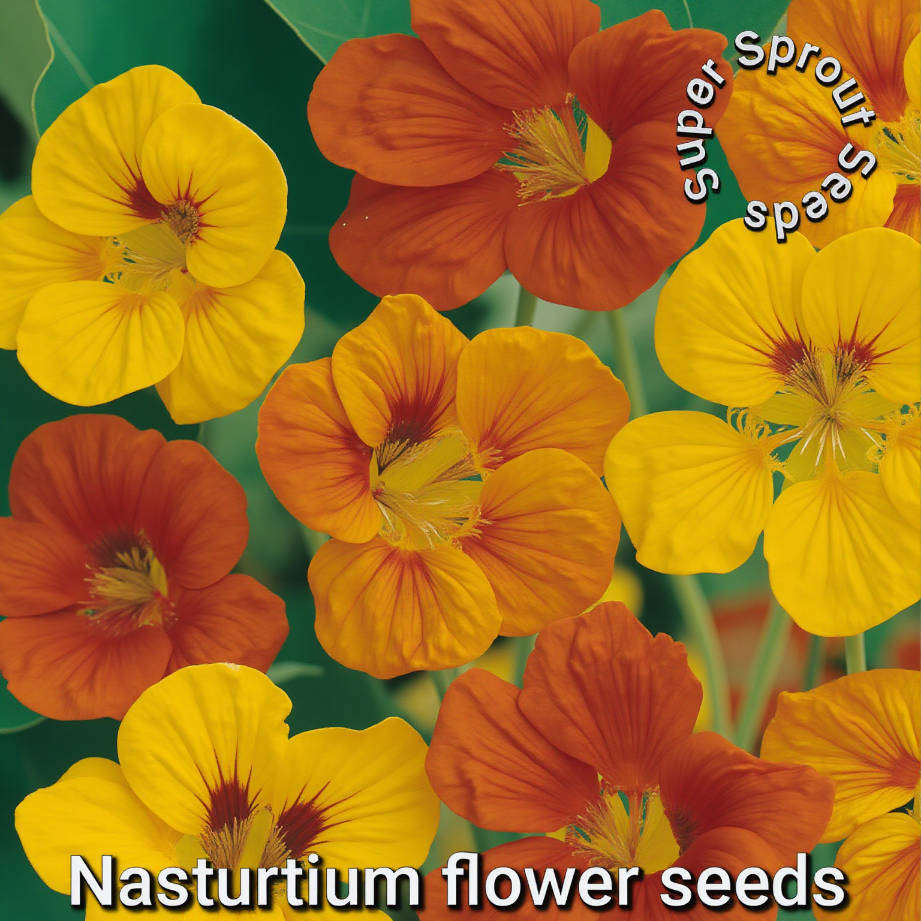 NASTURTIUM/KAPPERTJIE x 25+ seeds