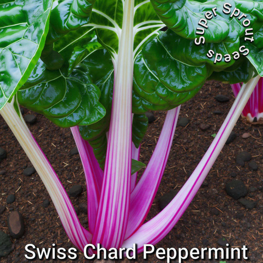 PEPPERMINT CHARD SEEDS x 50+ seeds