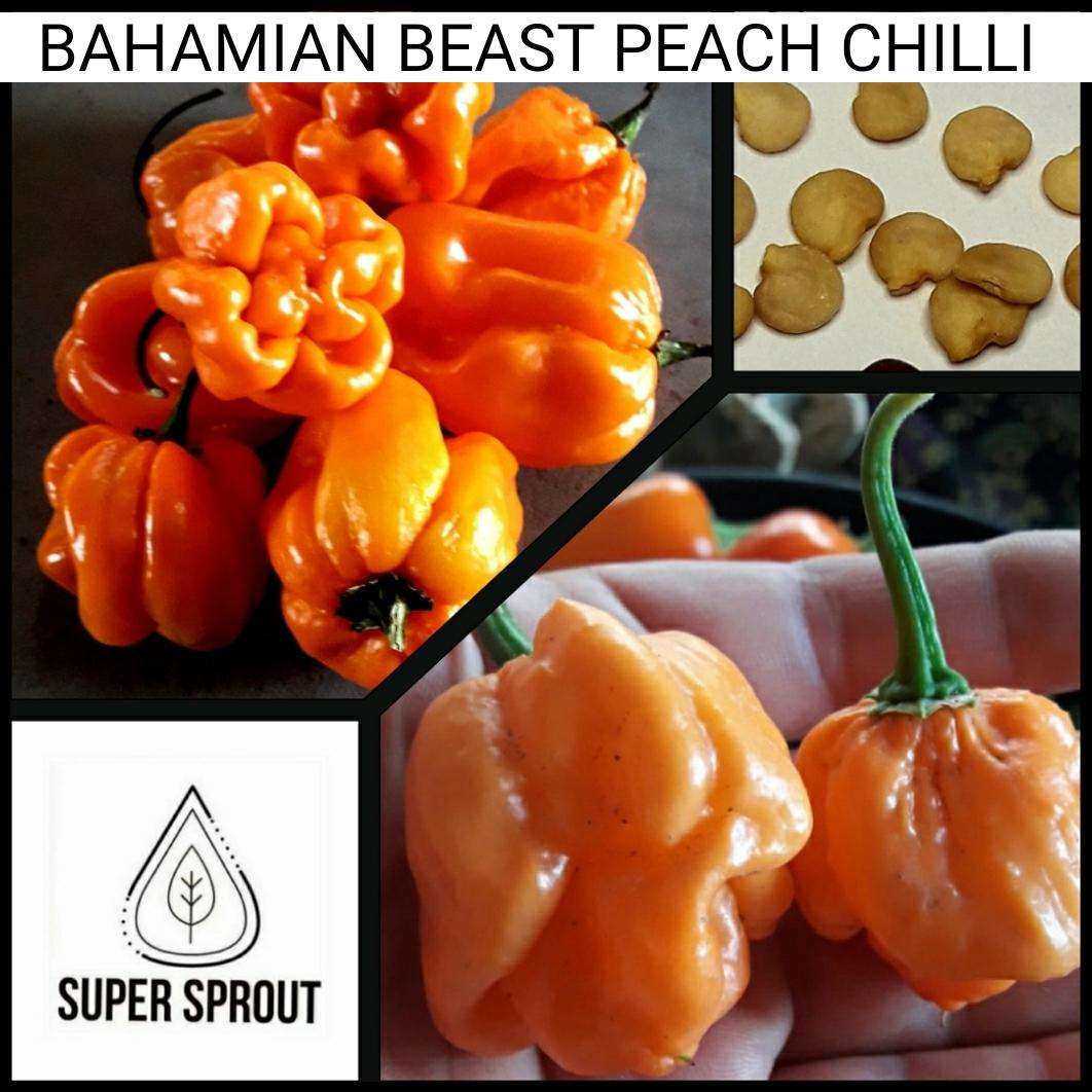 BAHAMIAN BEAST PEACH V2  CHILLI PEPPER x 10+ organic seeds