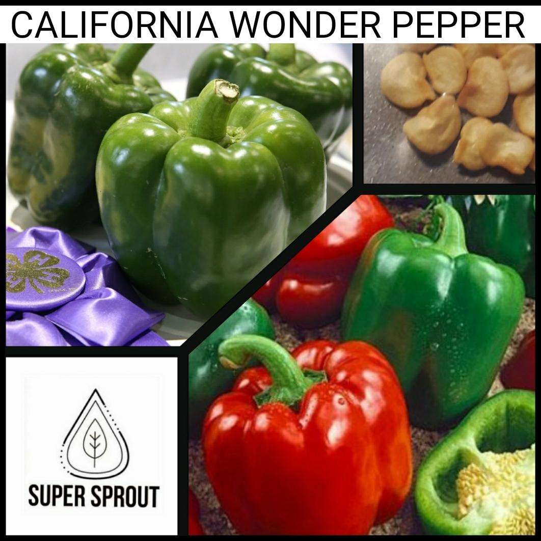 CALIFORNIA WONDER PEPPER x 10+ organic