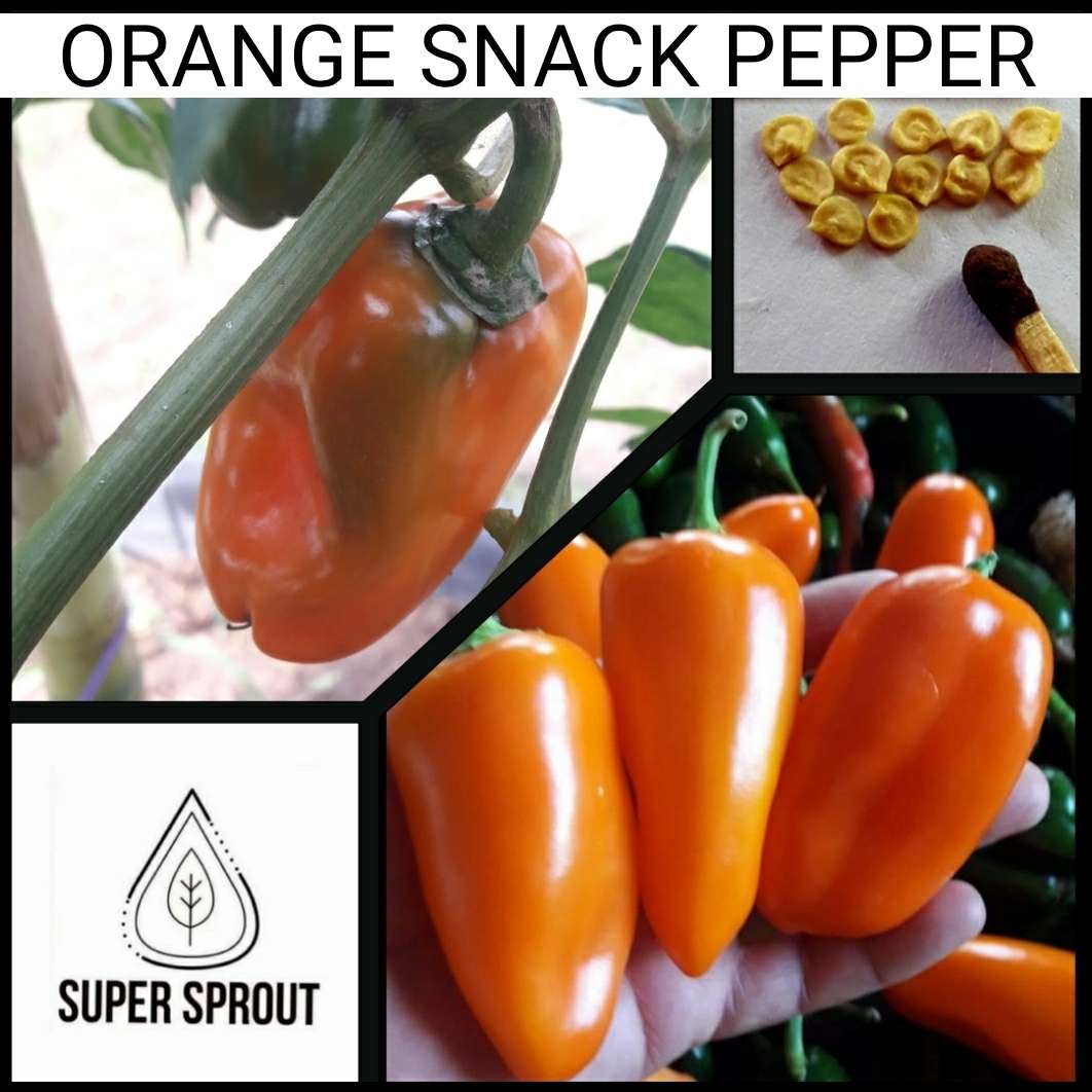 ORANGE SNACK PEPPER x 10+ organic seeds