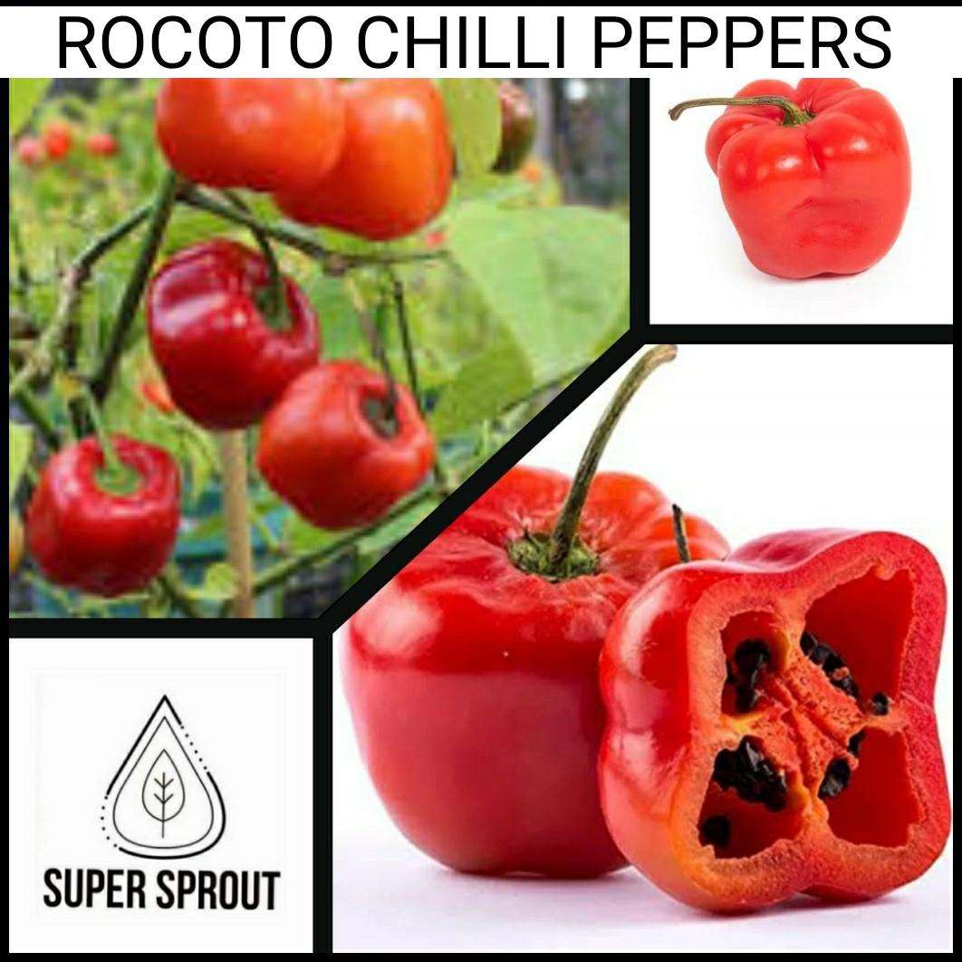 ROCOTO CHILLI  PEPPER x 10+ organic seeds