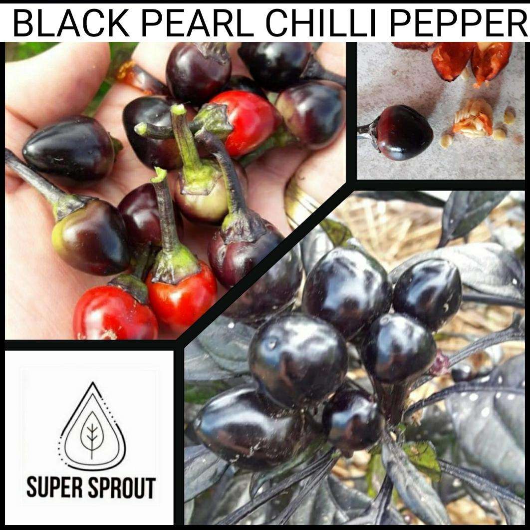 BLACK PEARL CHILLI x 10+ organic seeds