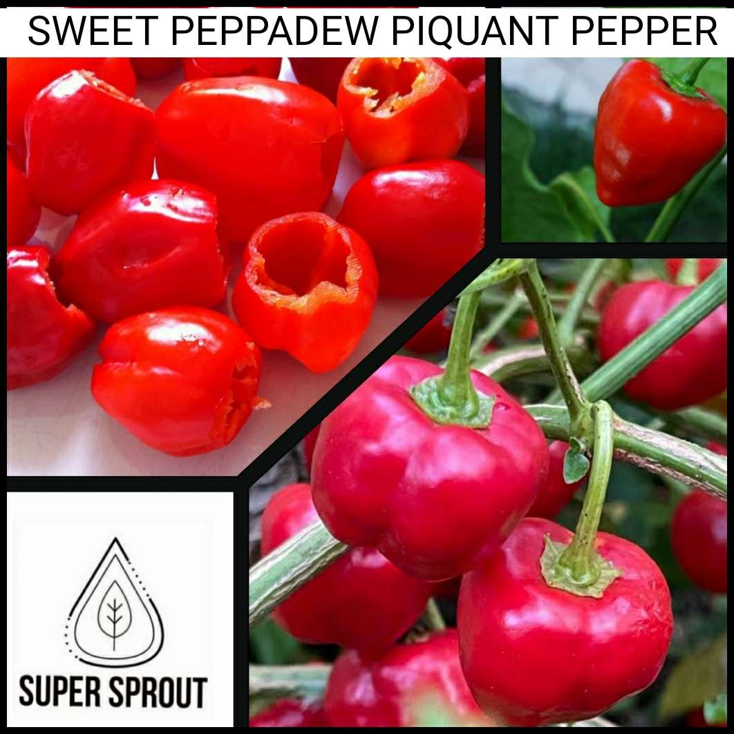 PEPPADEW PIQUANTE CHILLI PEPPER  x 15+ organic seeds