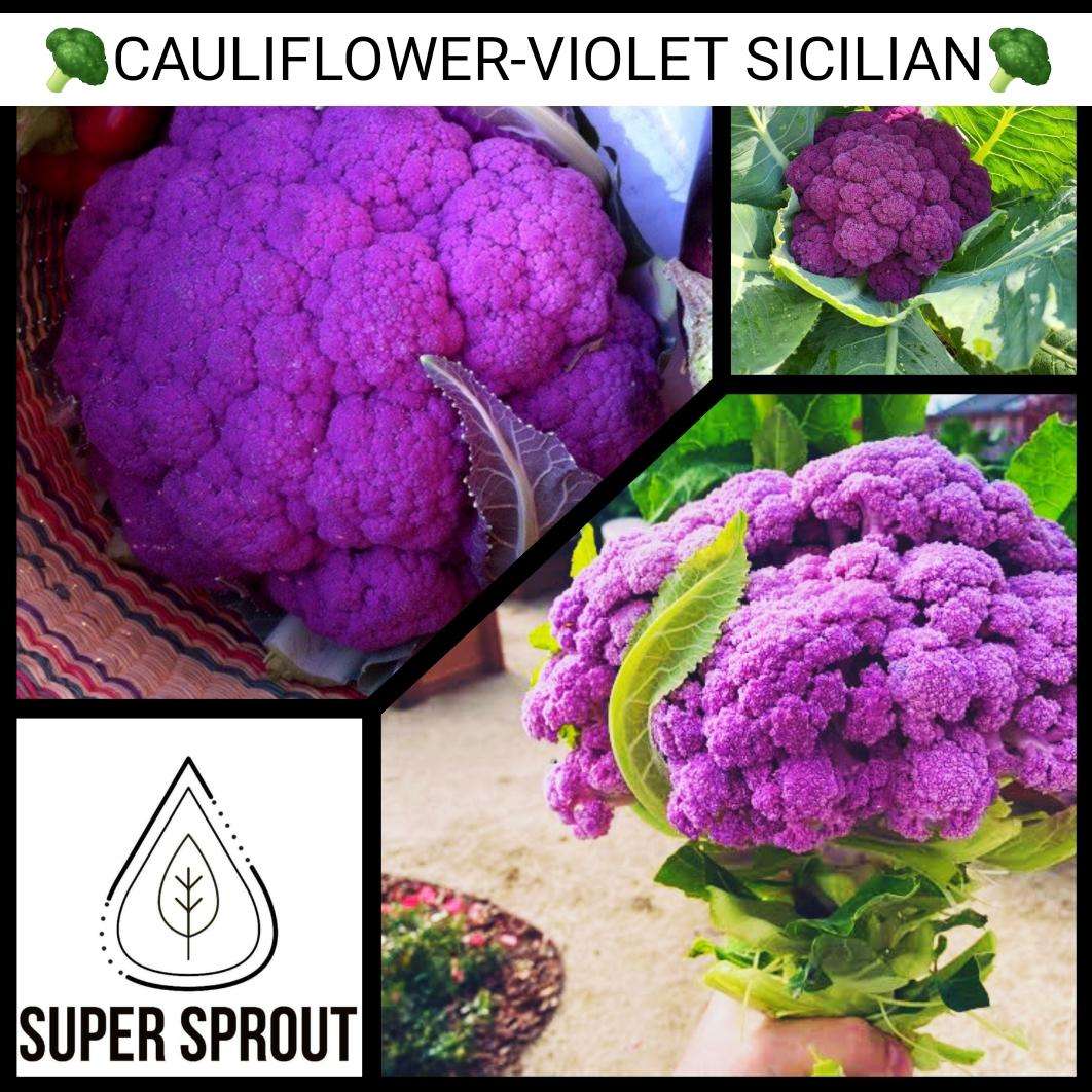 CAULIFLOWER-VIOLET SICILIAN x 15 seeds