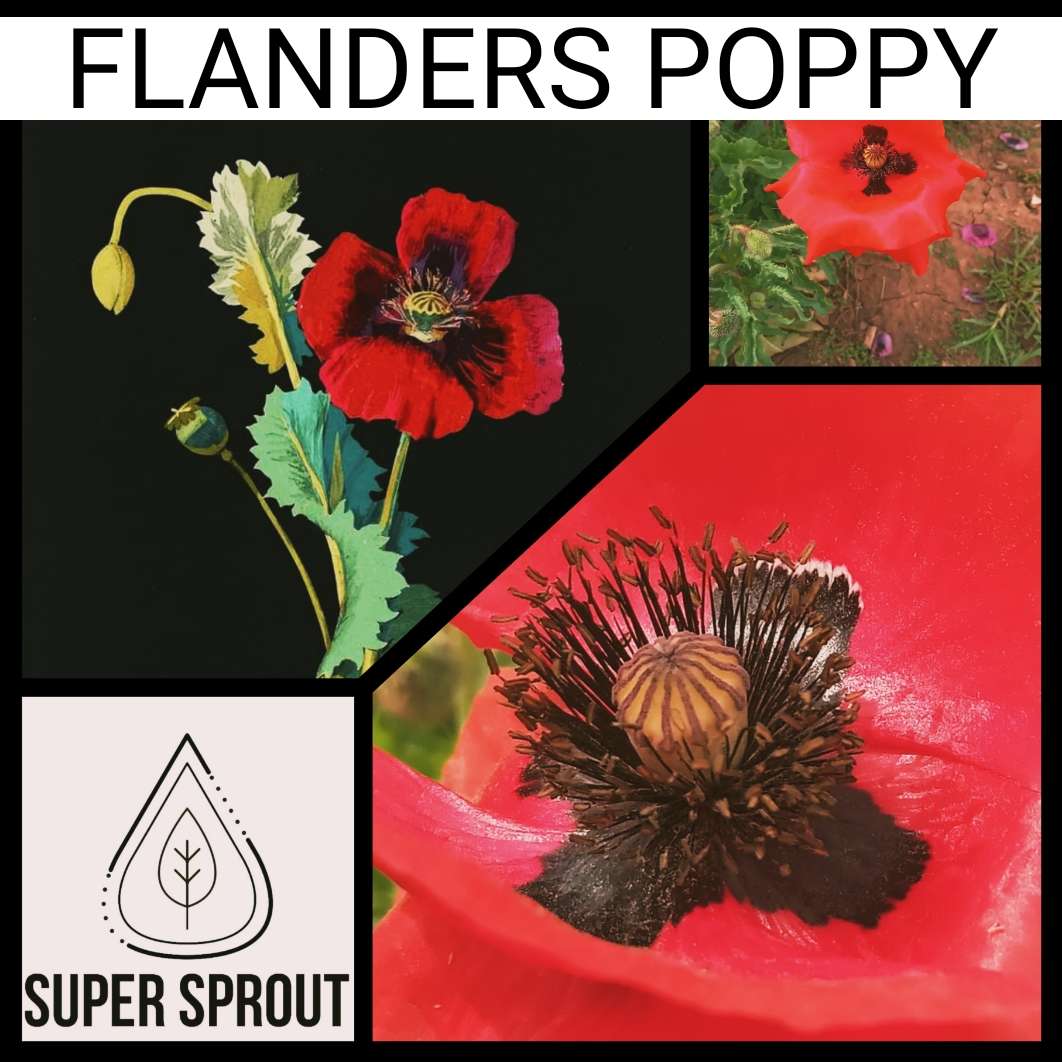 FLANDERS POPPY x 100+ seeds