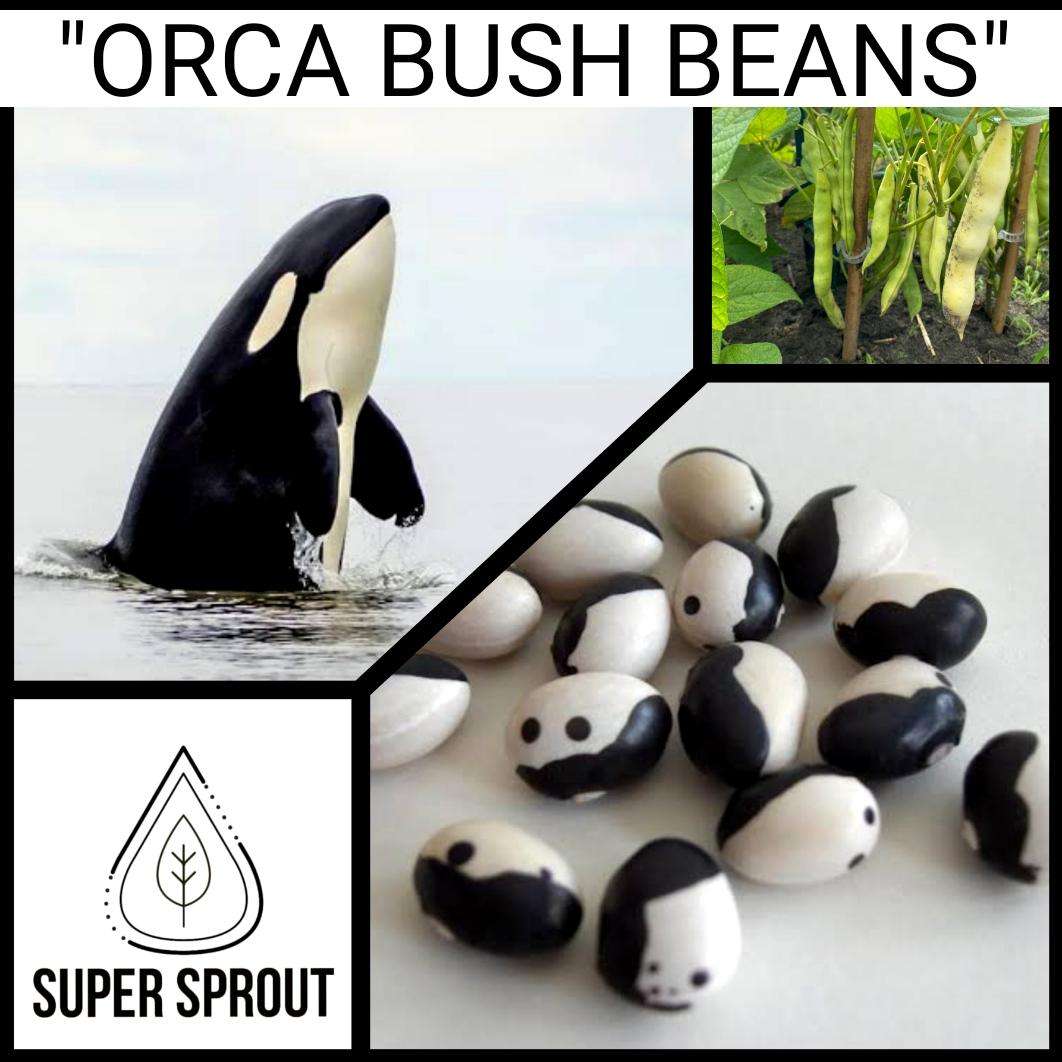 Orca bush bean x 10 seeds
