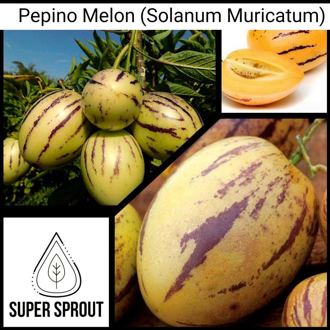 PEPINO MELON × 10 Organic seeds