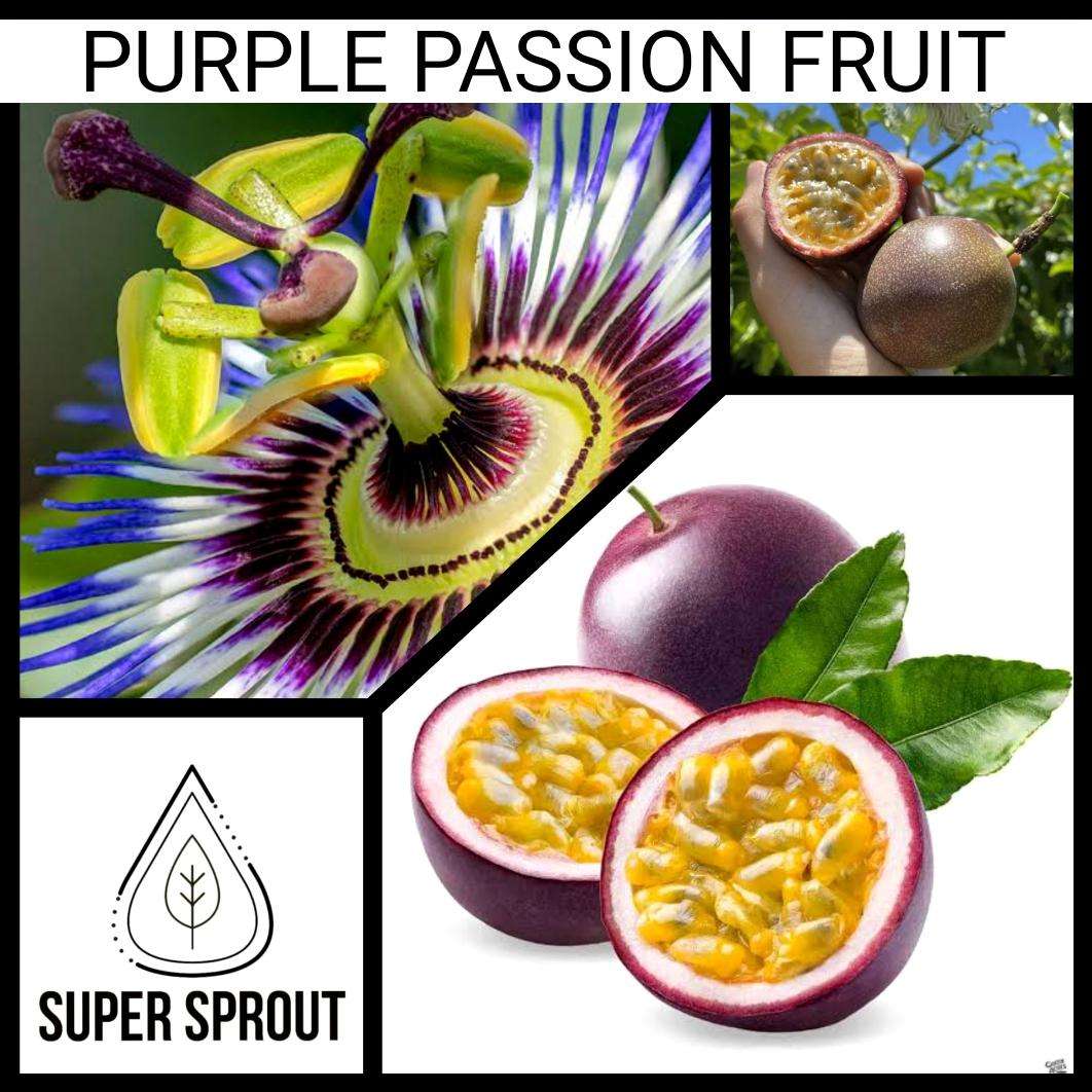 PURPLE PASSION FRUIT x 15 organic seeds
