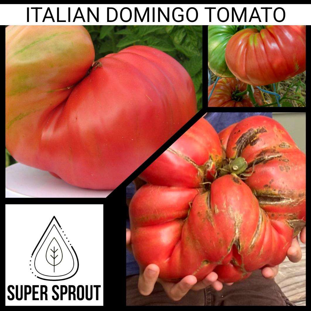 DOMINGO GIANT TOMATO x 10 seeds