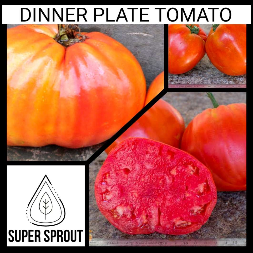DINNER PLATE TOMATO x 10 seeds