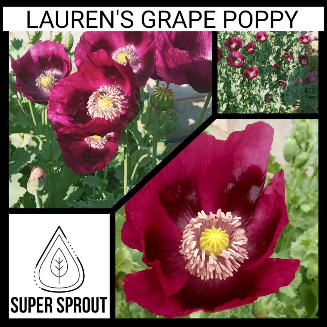 LAUREN'S GRAPE POPPY/PAPAVER x 100+ seeds
