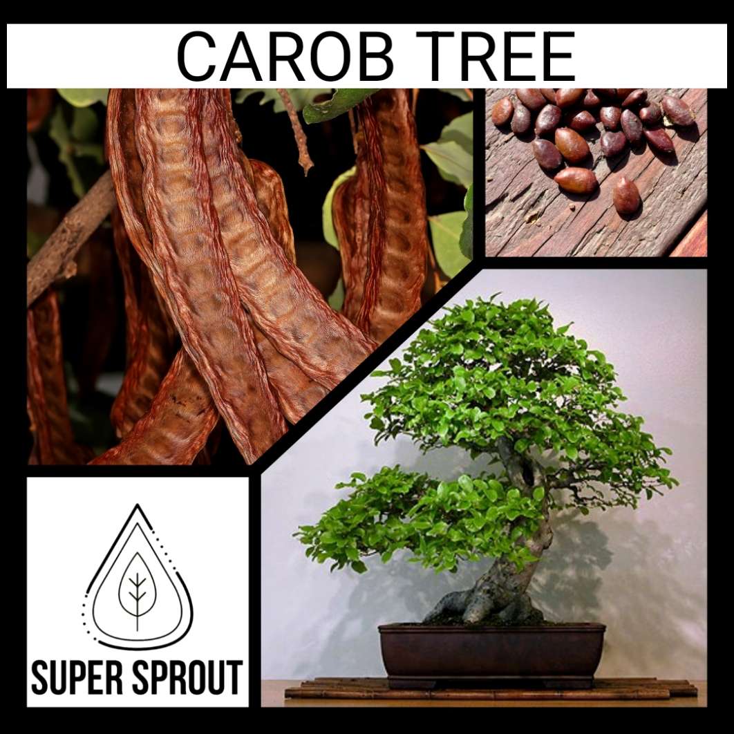 CAROB TREE x 7 seeds