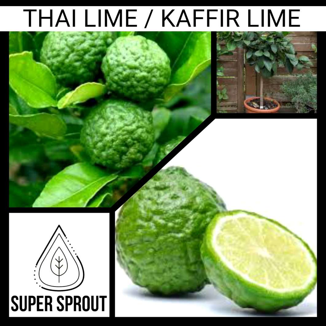 THAI LIME  x 3 seeds