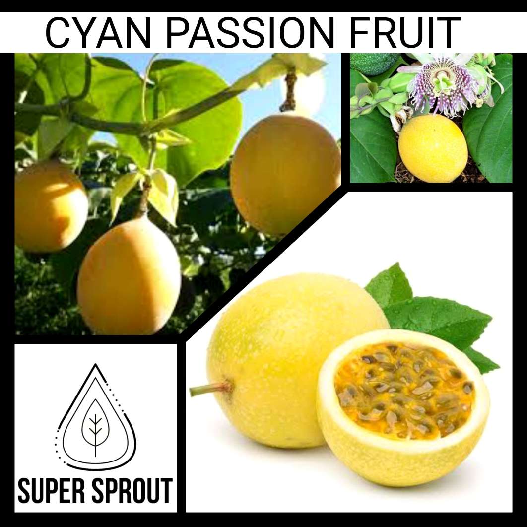 GUAVADILLA/ YELLOW/ CYAN PASSION FRUIT x 10 seeds