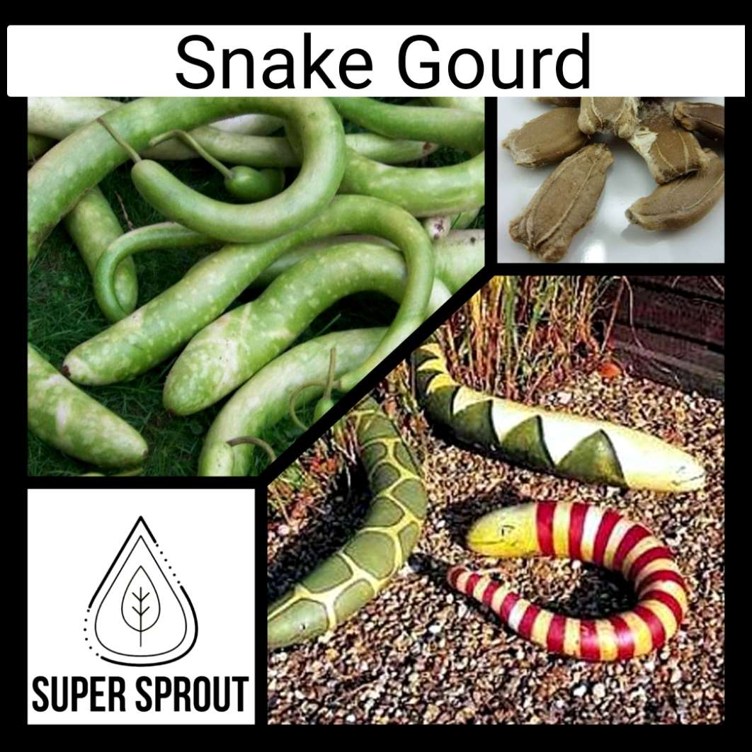 SNAKE GOURD x 5 organic seeds