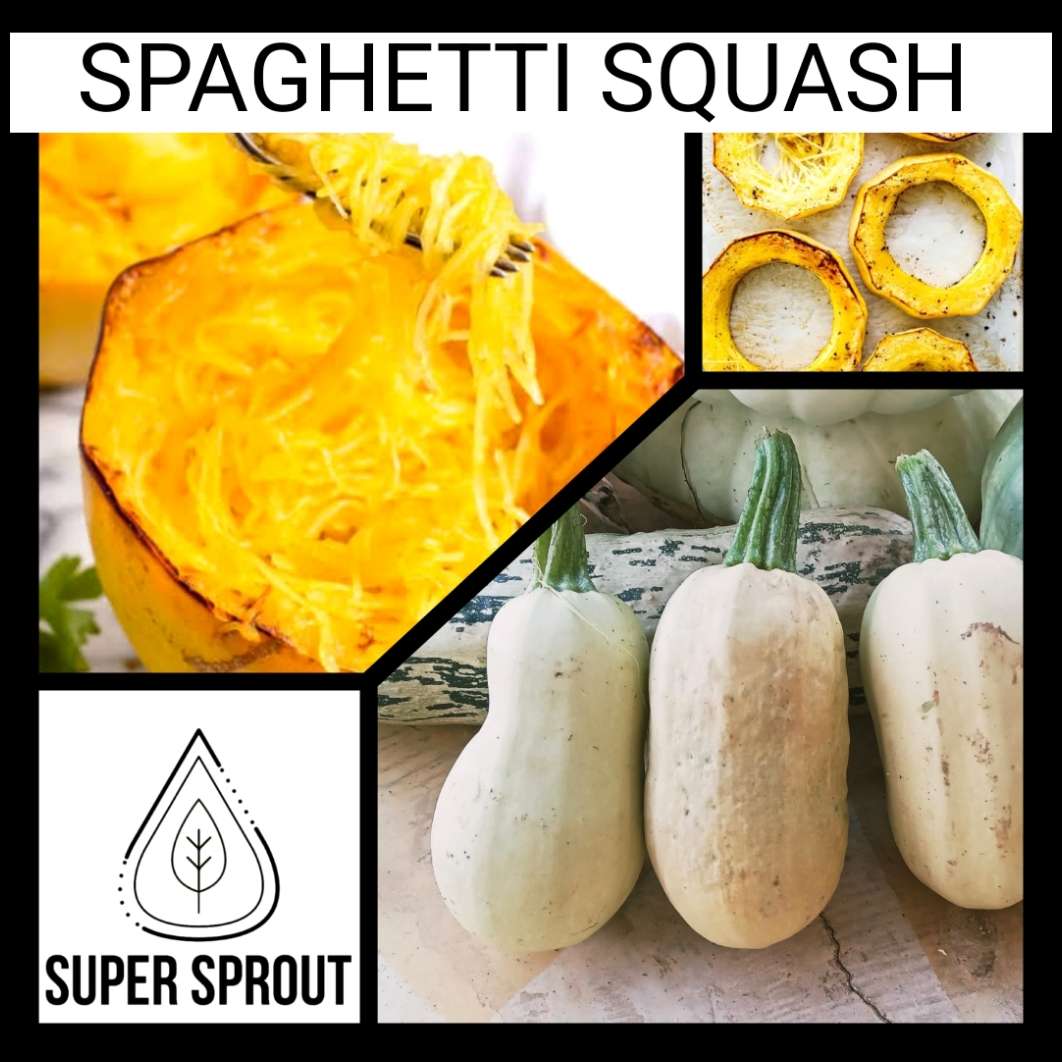 Spaghetti squash x 5 seeds
