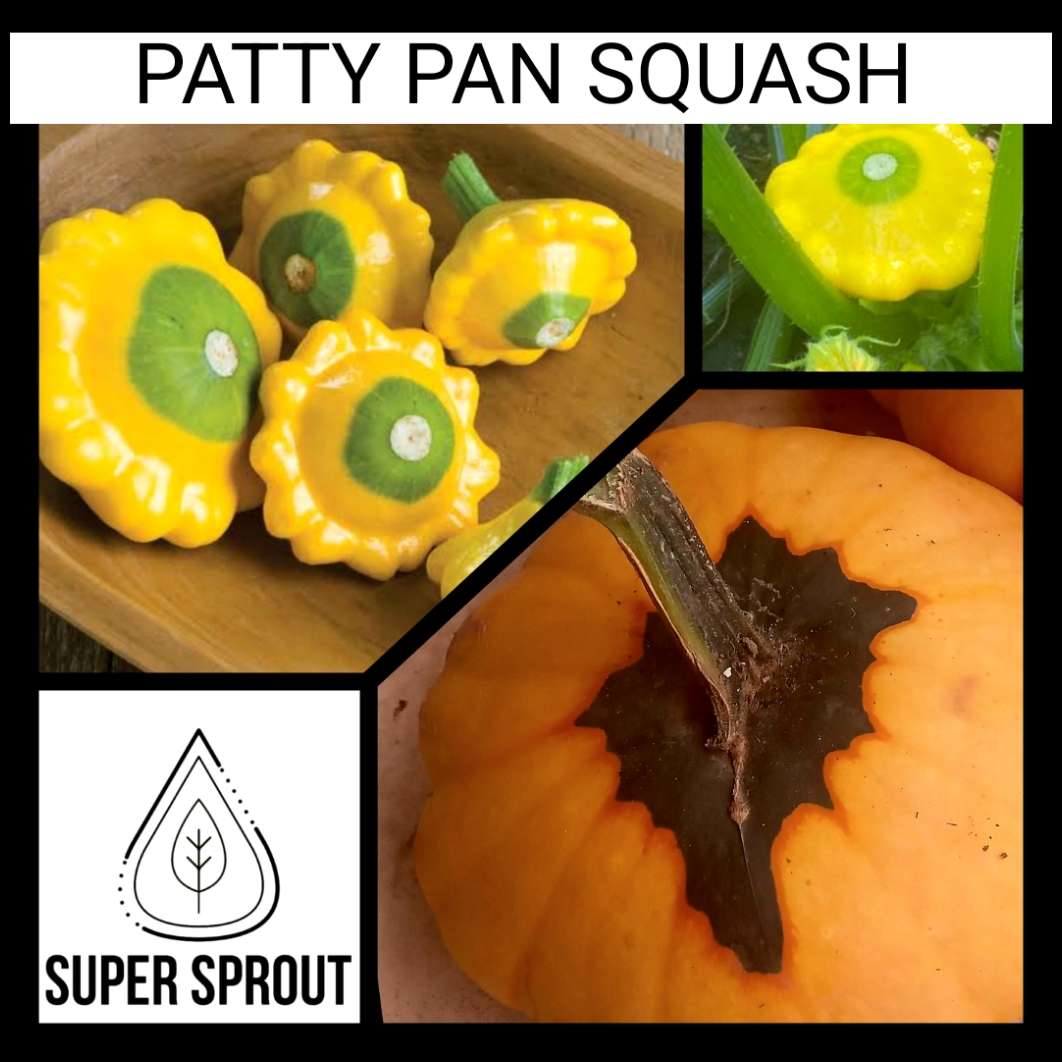 Pattypan Squash x 6 seeds