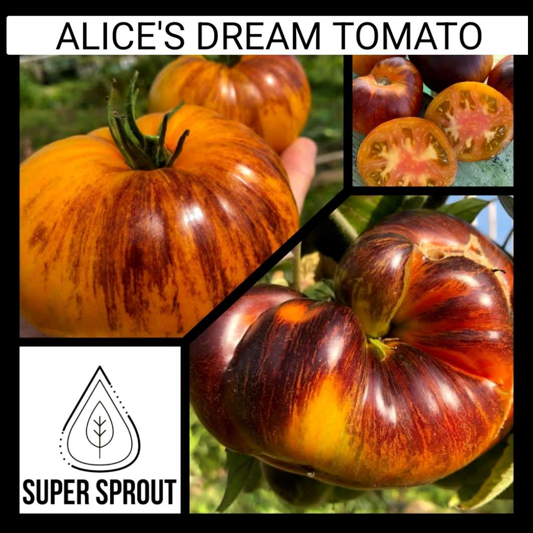 ALICE'S DREAM TOMATO SEEDS x 10 seeds