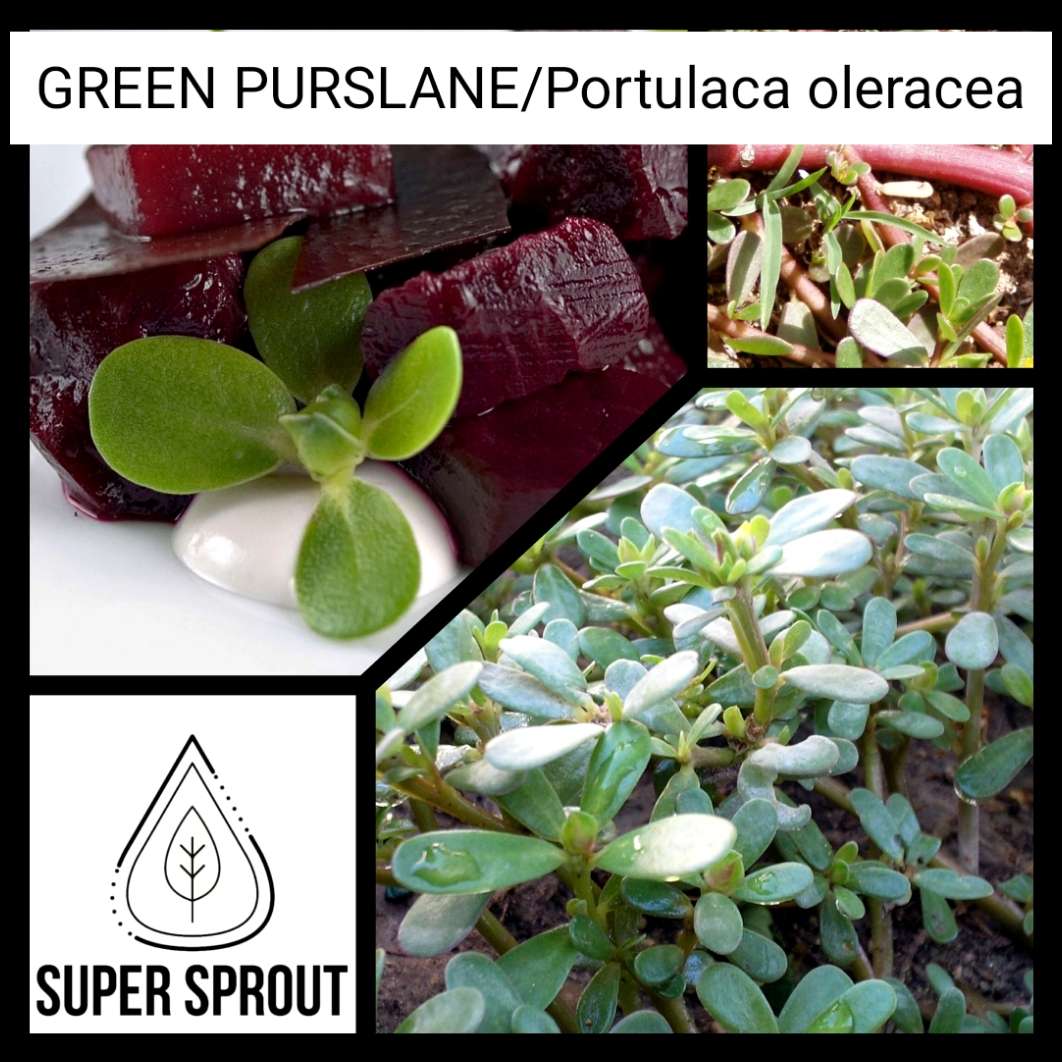 PURSLANE x 100 seeds