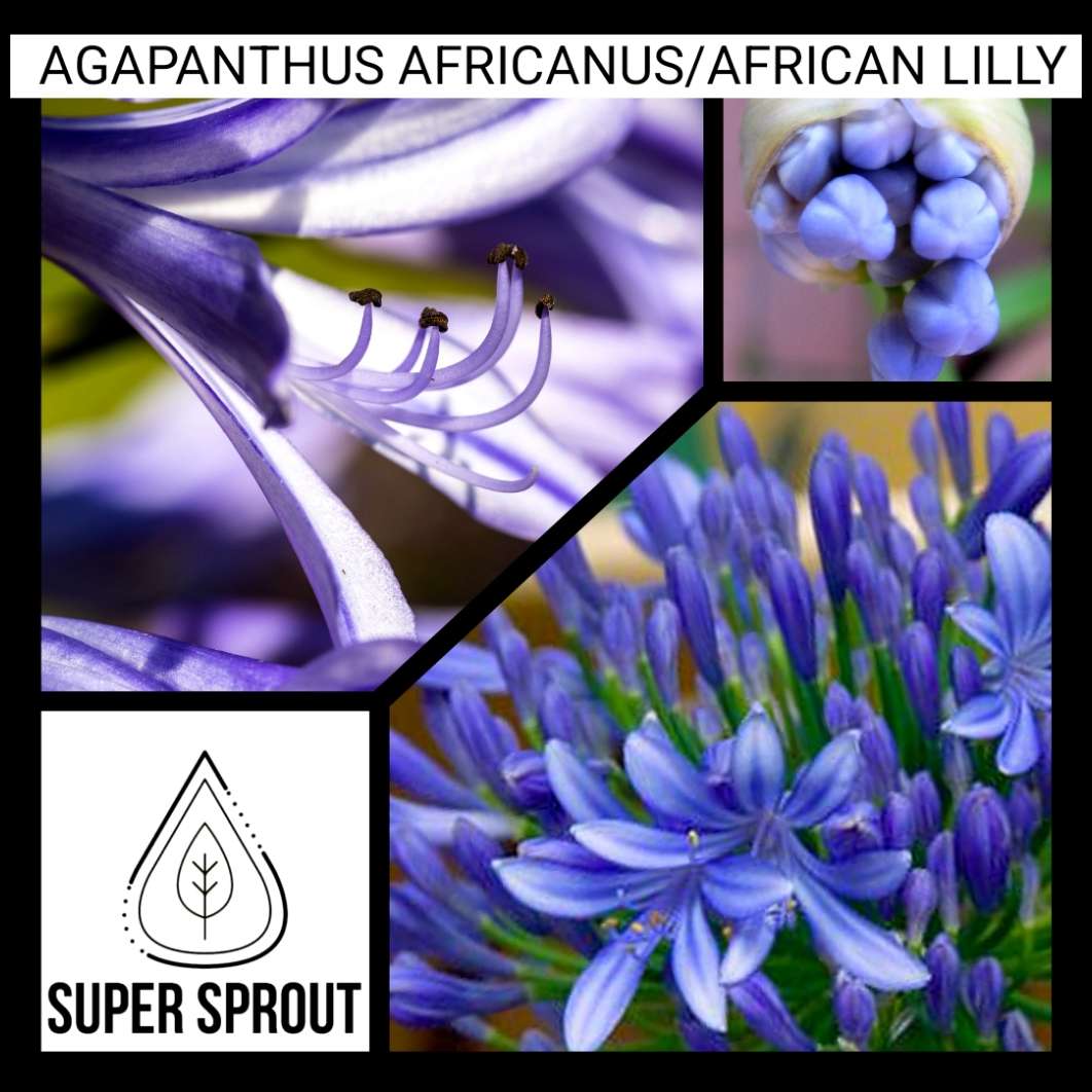 AGAPANTHUS AFRICANUS,  AFRICAN LILLY  x 25+ seeds