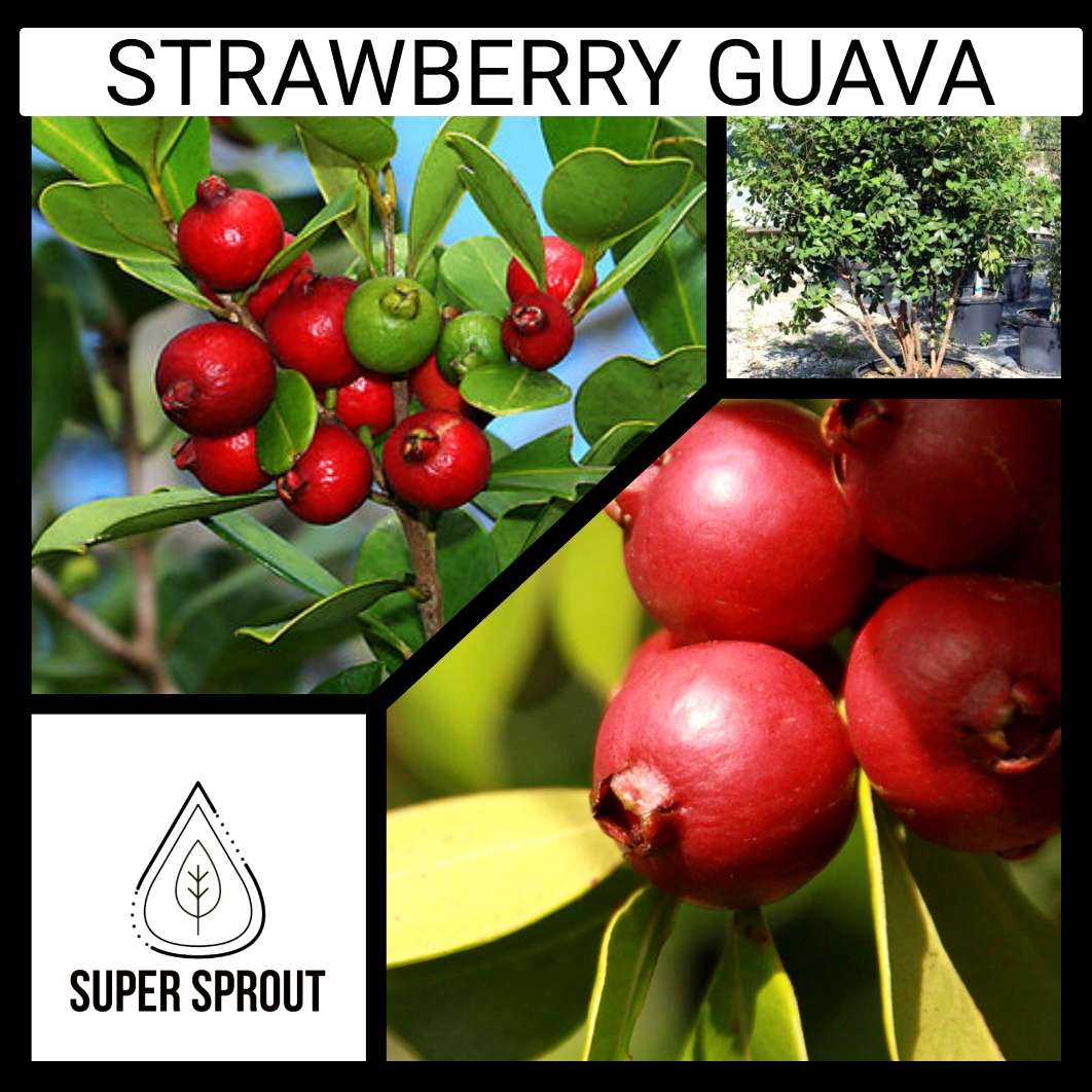 Strawberry Guava x 6 seeds