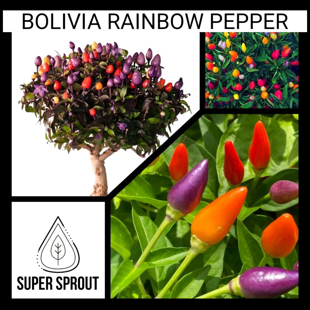 BOLIVIAN RAINBOW CHILLI PEPPER x 6 seeds