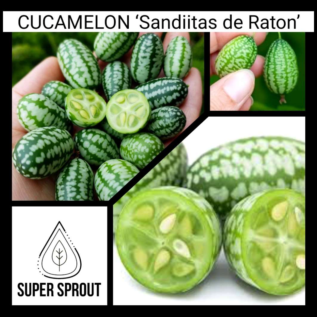 Cucamelon / Mouse melon x 6 seeds