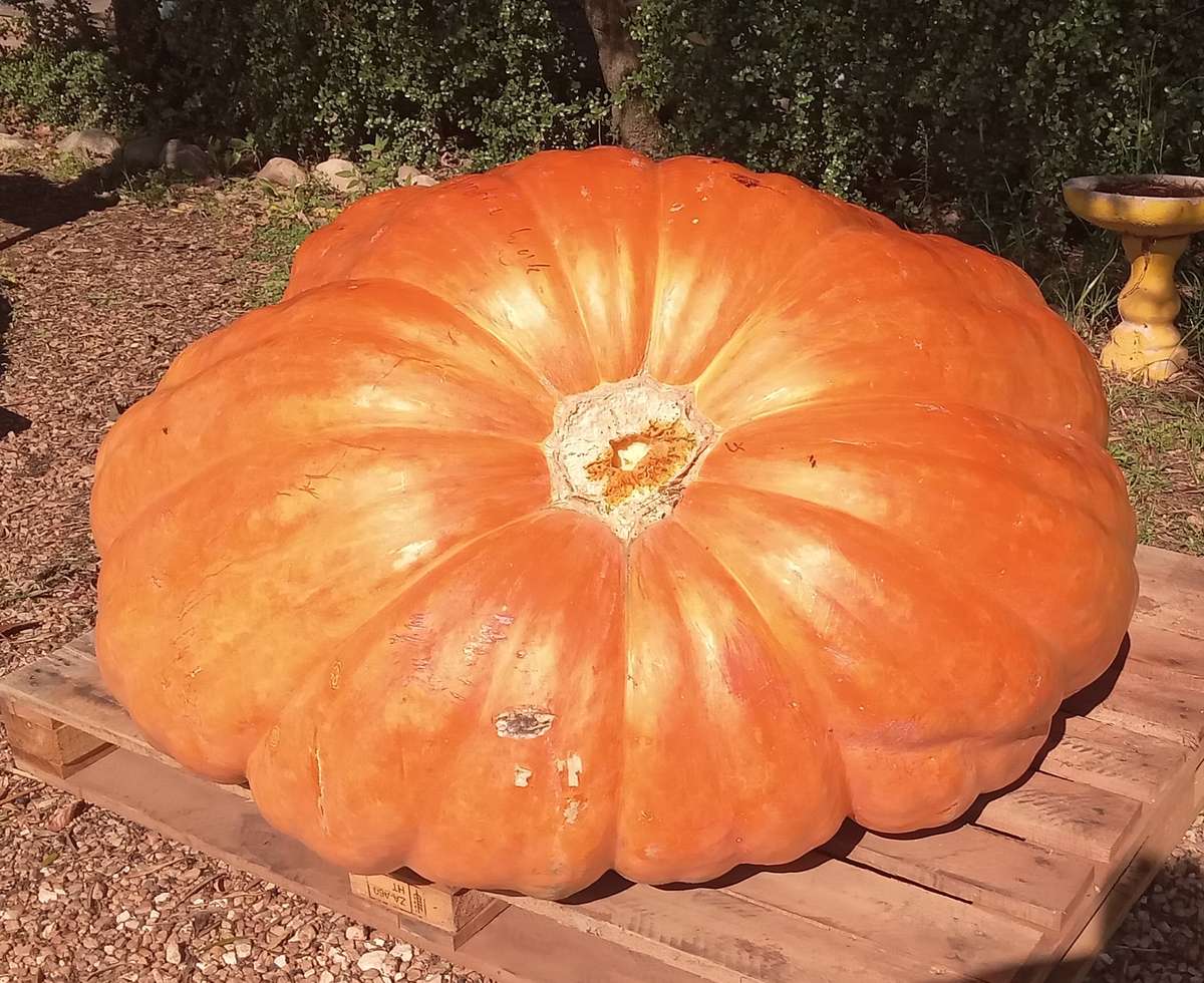 Atlantic Giant pumpkin x 3 seeds