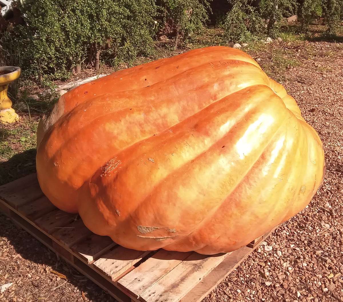 Atlantic Giant pumpkin x 3 seeds