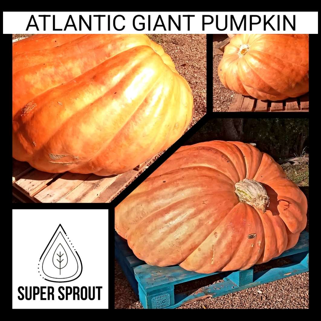 Atlantic Giant pumpkin x 3 seeds