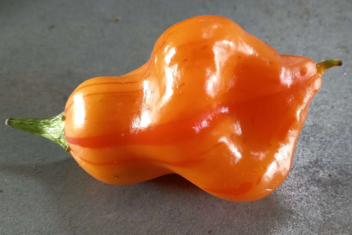 ZEBRANGE STUFFING CHILI PEPPER x 10 seeds