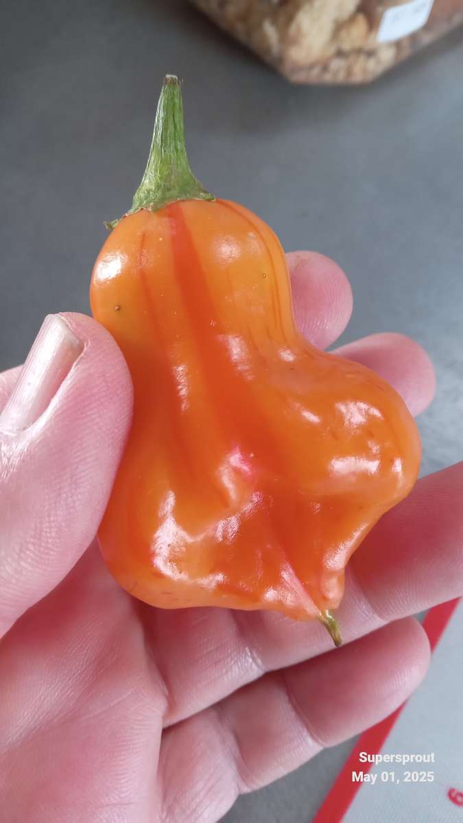 ZEBRANGE STUFFING CHILI PEPPER x 10 seeds