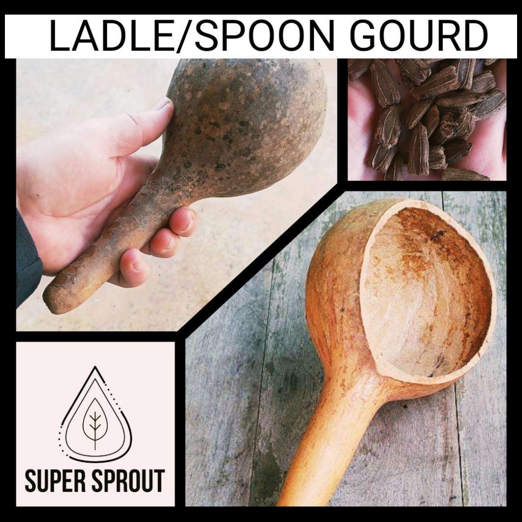 LADLE/SPOON GOURD  x 5 seeds
