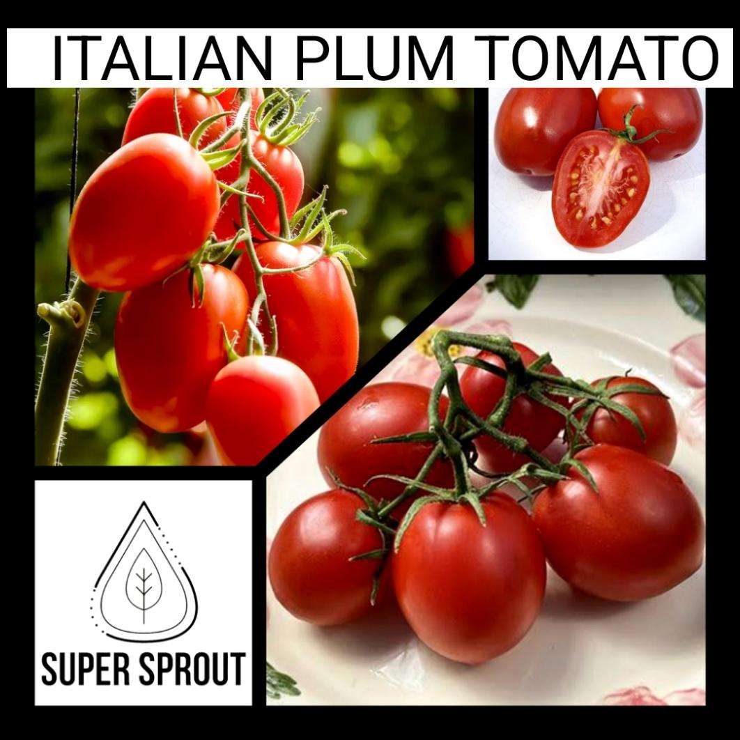 Medium Italian plum tomato x 10 seeds