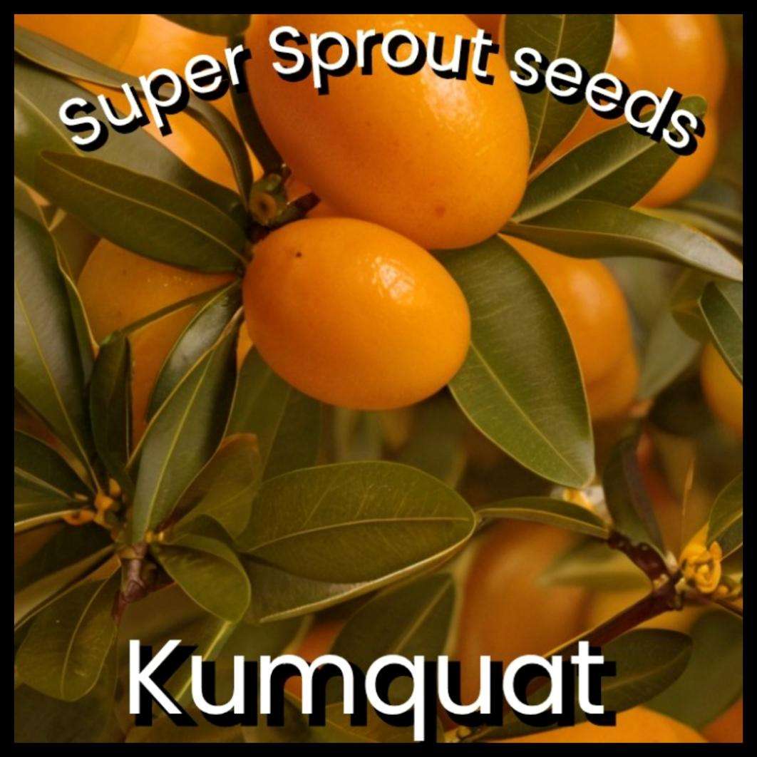 KUMQUAT  x 3 seeds