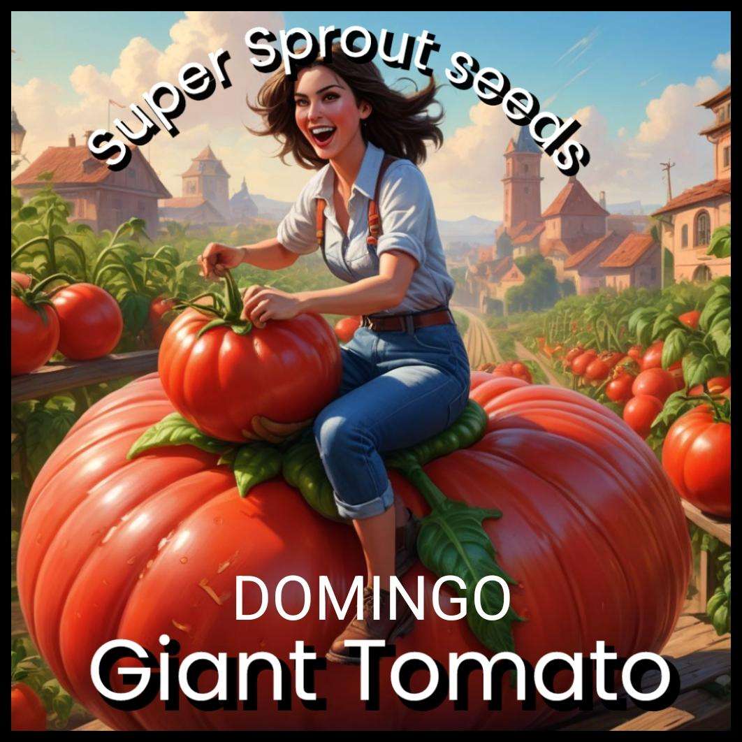 DOMINGO GIANT TOMATO x 10 seeds