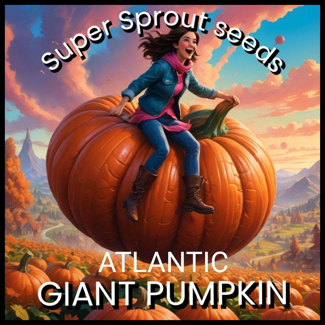 Atlantic Giant pumpkin x 3 seeds