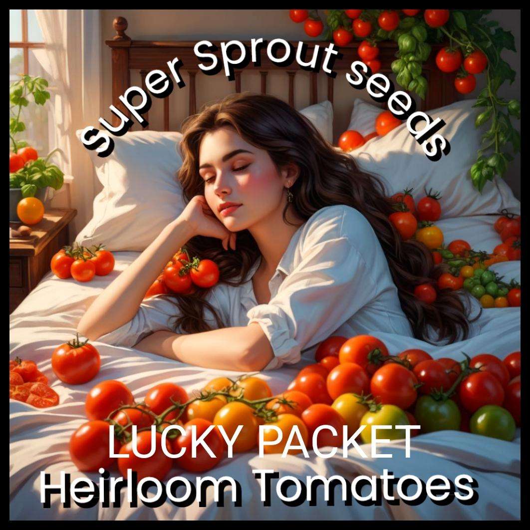 LUCKY PACKET TOMATO x 50+ organic seeds