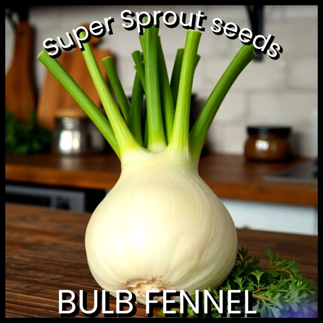 BULB FENNEL FLORENCE x 20 seeds