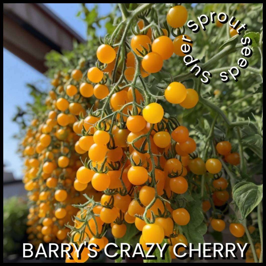 BARRY'S CRAZY CHERRY TOMATO x 15 organic seeds